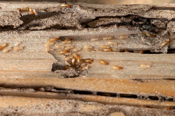 Best Insect Control  in Denair, CA